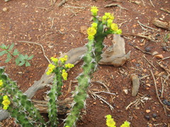 Euphorbia enormis