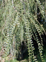 Sophora longicarinata