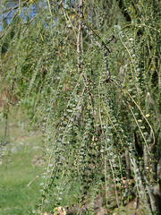 Sophora longicarinata