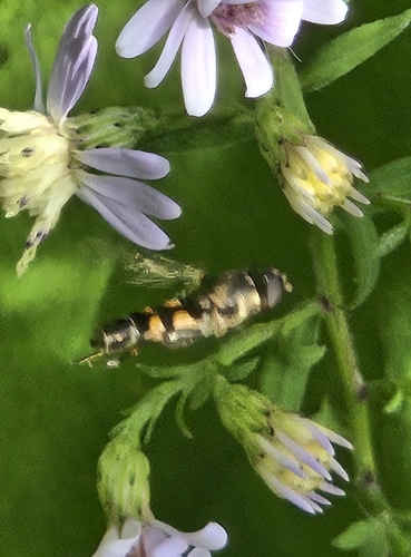 Unknown species found near Prospect Hill, Somerville, MA 02143, USA