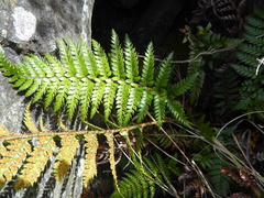 Polystichum neozelandicum zerophyllum × vestitum