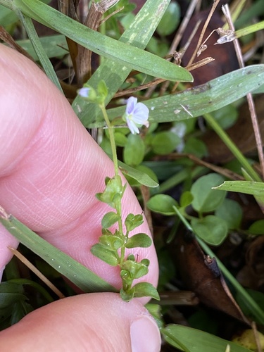 Veronica serpyllifolia observed 2025-10-07