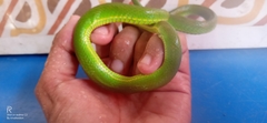 Trimeresurus insularis