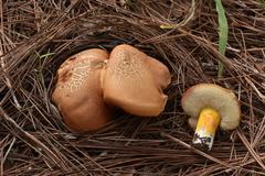 Tylopilus leucomycelinus