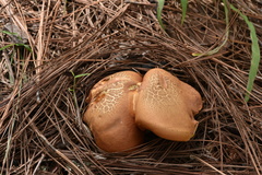 Tylopilus leucomycelinus