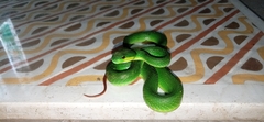 Trimeresurus insularis
