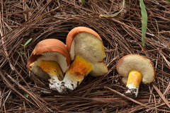 Tylopilus leucomycelinus