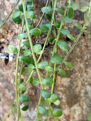 Sophora longicarinata