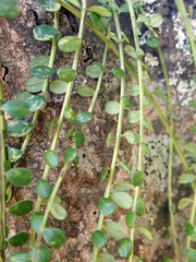 Sophora longicarinata