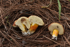 Tylopilus leucomycelinus