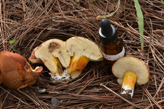 Tylopilus leucomycelinus