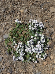 Veronica telephiifolia