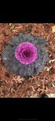 Brassica oleracea