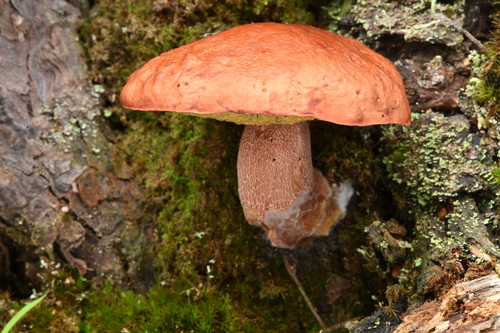 Pine Bolete