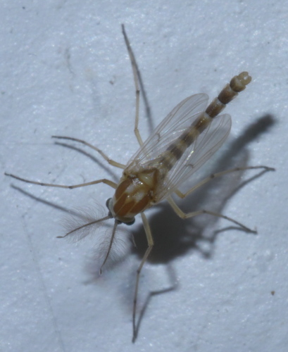 Procladius bellus photo 5