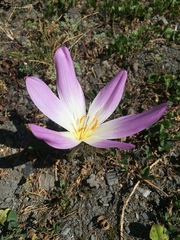 Colchicum speciosum