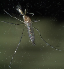 Aedes canadensis canadensis