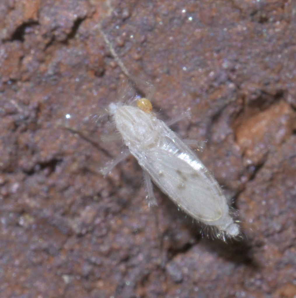 Chaoborus albatus
