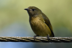 Dicaeum ignipectus