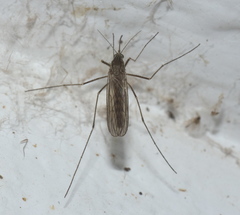 Culiseta inornata