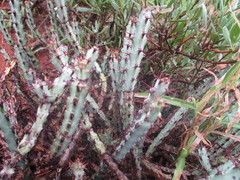 Euphorbia