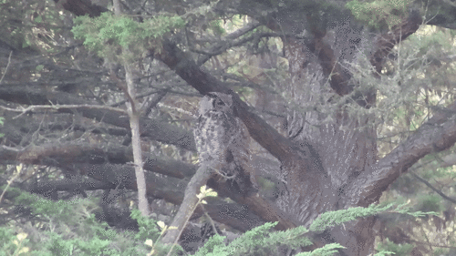 View observation of {o.common_name} on iNaturalist