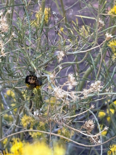 Unknown species found near Zion National Park, Springdale, UT, US