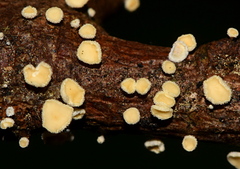 Leotiomycetes