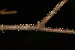 Leotiomycetes