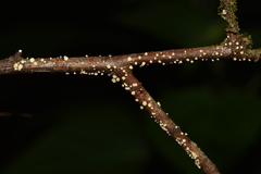 Leotiomycetes