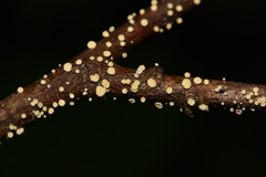 Leotiomycetes