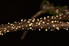 Leotiomycetes