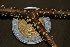 Leotiomycetes