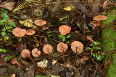 Marasmius cohaerens lachnophyllus