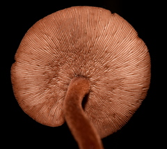 Marasmius cohaerens lachnophyllus
