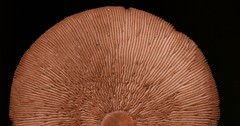 Marasmius cohaerens lachnophyllus