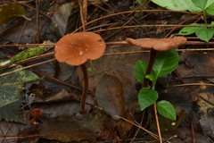 Marasmius cohaerens lachnophyllus