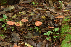 Marasmius cohaerens lachnophyllus