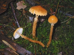 Cystoderma muscicola
