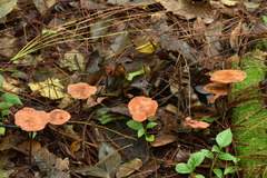 Marasmius cohaerens lachnophyllus