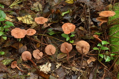 Marasmius cohaerens lachnophyllus