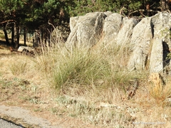 Celtica gigantea