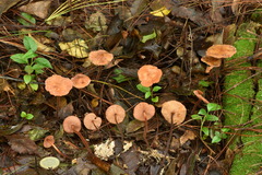 Marasmius cohaerens lachnophyllus