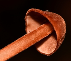 Marasmius cohaerens lachnophyllus