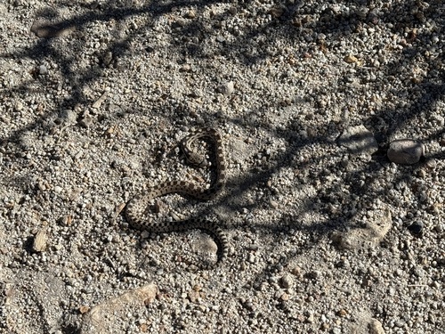 iNaturalist observation photo of Gopher Snake