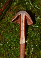 Marasmius cohaerens lachnophyllus