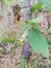 Coccoloba liebmannii