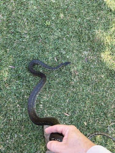 Diamond Python sighting