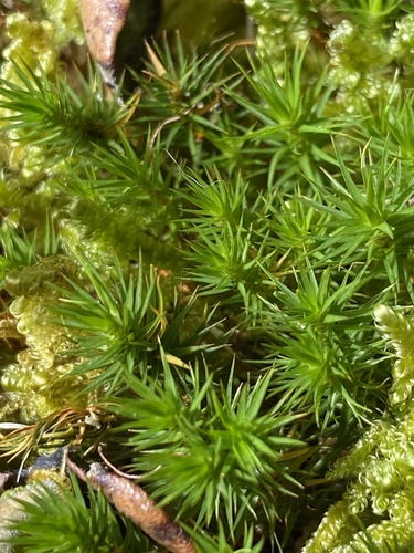 Polytrichum commune observed 2025-10-07
