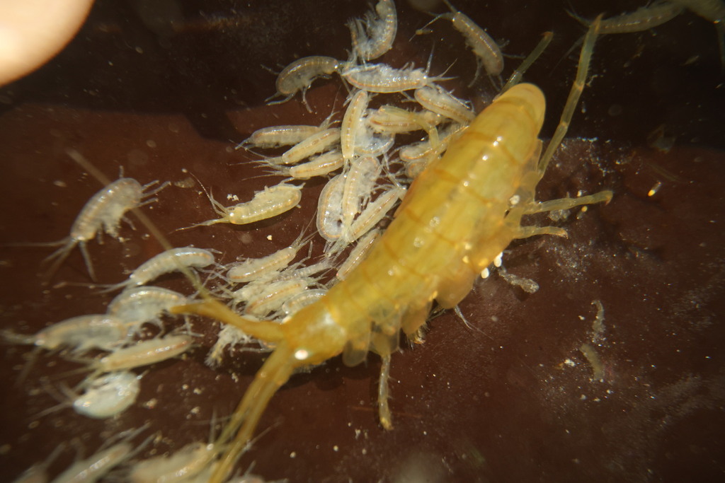 Sunamphitoe
